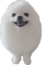 Eggy_Boi_Dog_Ball emote for Discord