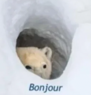 bonjour emote for Discord