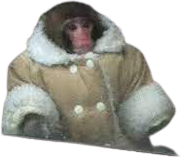 IKEA_Monkey emote for Discord