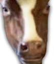 feelsCowMan emote for Discord