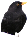 confused_curiosity emote for Discord