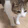 catdie_fast emote for Discord