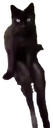 catsit emote for Discord