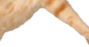catjump4 emote for Discord