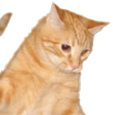 catjump2 emote for Discord