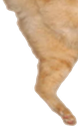 catjump3 emote for Discord