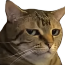 annoyedCat emote for Discord