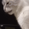 whatTheFuck emote for Discord