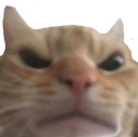 angrycat emote for Discord