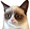 grumpycat_happy emote for Discord