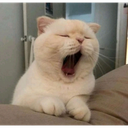 catyawns emote for Discord