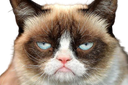 grumpycat emote for Discord