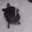 turtle emote for Discord