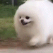 puppy_run emote for Discord