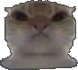 mad_kitty emote for Discord