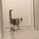 NinjaCat emote for Discord