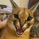 angyfloppa emote for Discord