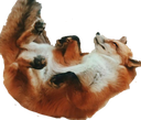 fox_play_dead emote for Discord