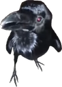 Relu emote for Discord