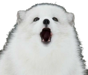 Awoooo emote for Discord