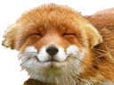 fox_uwu emote for Discord