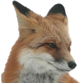 fox_angy emote for Discord