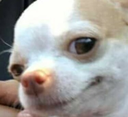 Dog_Satisfied_Smirk emote for Discord