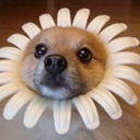 Flower_Dog emote for Discord