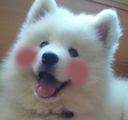 Blushed_Flushed_Dog emote for Discord