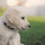 Dog_Puppies_Woof emote for Discord