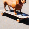 Skate_Skating_Dog emote for Discord
