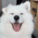 Dog_Happy_Ears emote for Discord