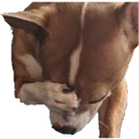 dogfacepalm emote for Discord
