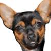 Chihuahua emote for Discord