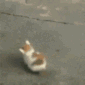 cat_bonk emote for Discord