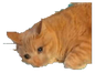 battaniyeyok emote for Discord