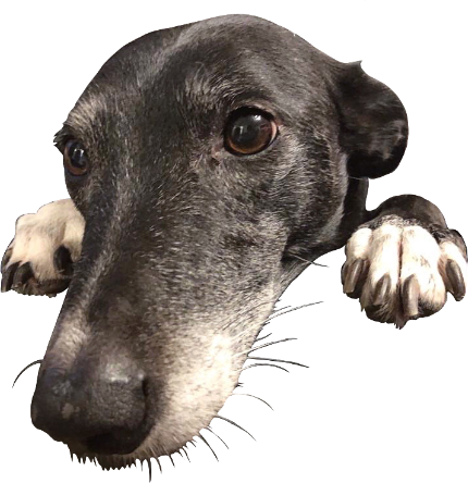 belle emote for Discord