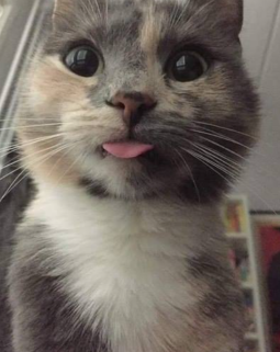 Kittytongue emote for Discord