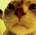 cat_wtf emote for Discord