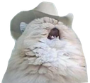 countrycat static emote
