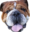 roscoe_hamilton emote for Discord