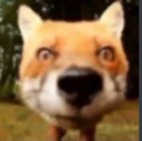 fox_stare emote for Discord