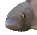 BopFish emote for Discord