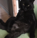 chilling emote for Discord