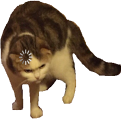 loading_cat_meme emote for Discord