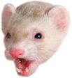 PogFerret emote for Discord