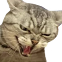 catREEE emote for Discord