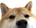 animal_shiba_lurk_peek emote for Discord