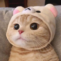 Kittystareeeee emote for Discord