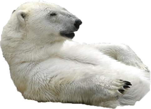 bear emote for Discord